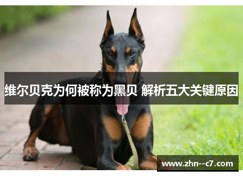 维尔贝克为何被称为黑贝 解析五大关键原因